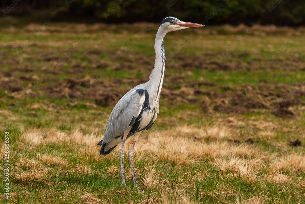 Grey Heron, Ardea cinerea, in the water, blurred grass in background Grey Heron, Ardea cinerea, in the water, blurred grass in background