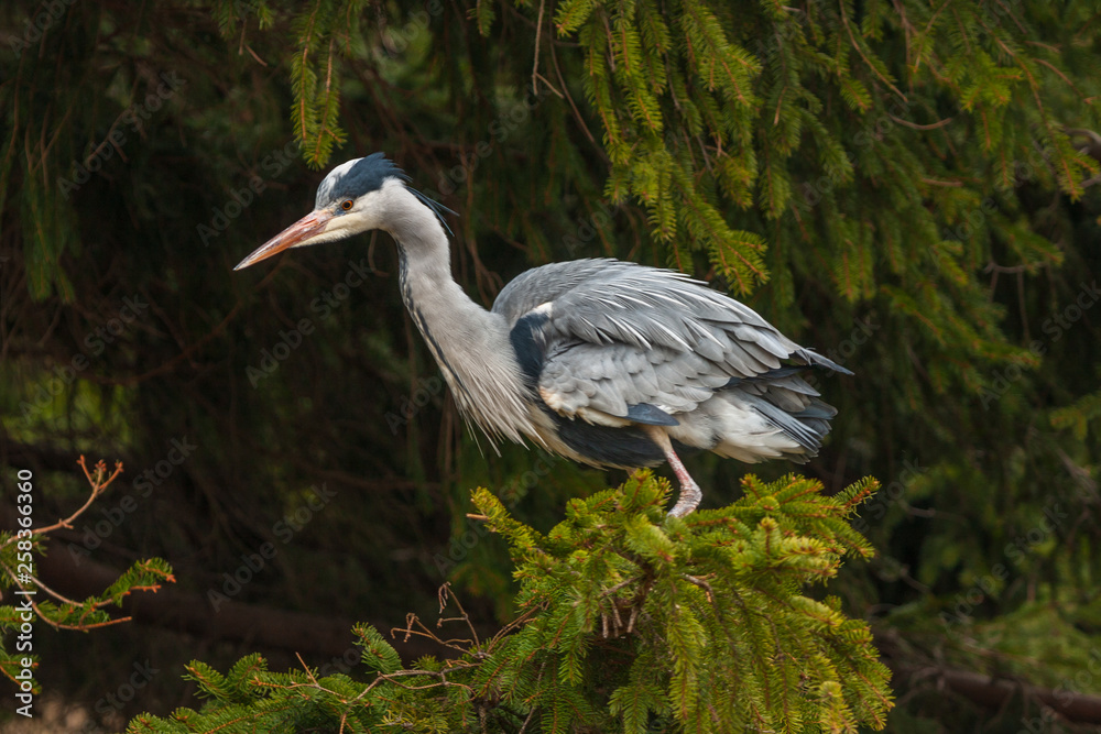 Fototapeta premium Grey Heron, Ardea cinerea, in the water, blurred grass in background