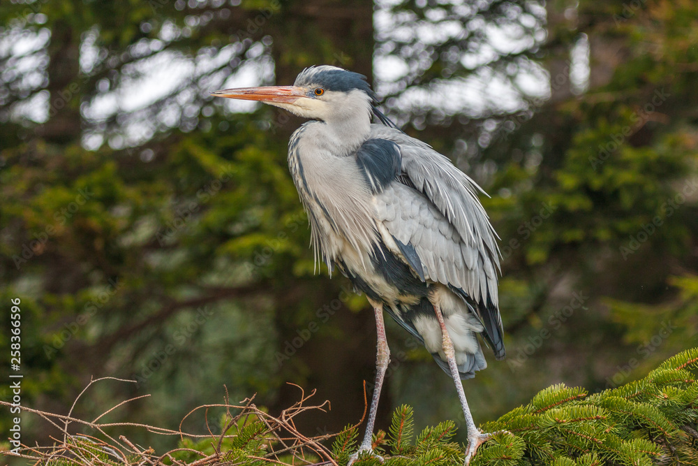 Grey Heron, Ardea cinerea, in the water, blurred grass in background Grey Heron, Ardea cinerea, in the water, blurred grass in background