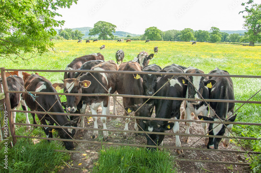 Obraz premium Cattle stood by gate in a summertime meadow.