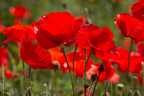 Spring Poppies