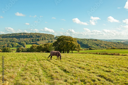 Horse grazing on the hills of the Forest of Dean, England.