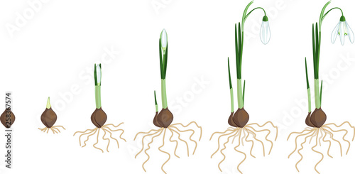 Life cycle of Galanthus nivalis or Common snowdrop. Stages of growth from bulb to flowering plant with green leaves, white flowers and root system isolated on white background