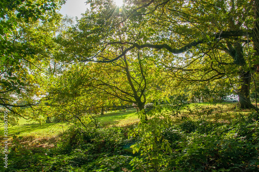 Fototapeta premium Autumn forest in the English countryside.