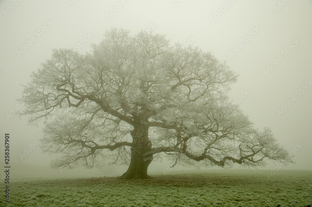 Old oak tree in the wintertime.