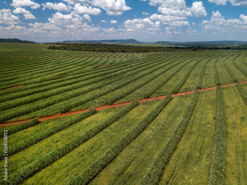Aerial sugarcane field in Brazil.