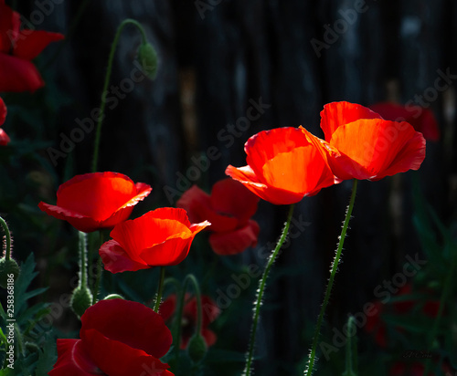 Poppies in Early Morning Light