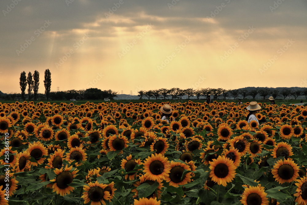 Fototapeta premium Sunflower field