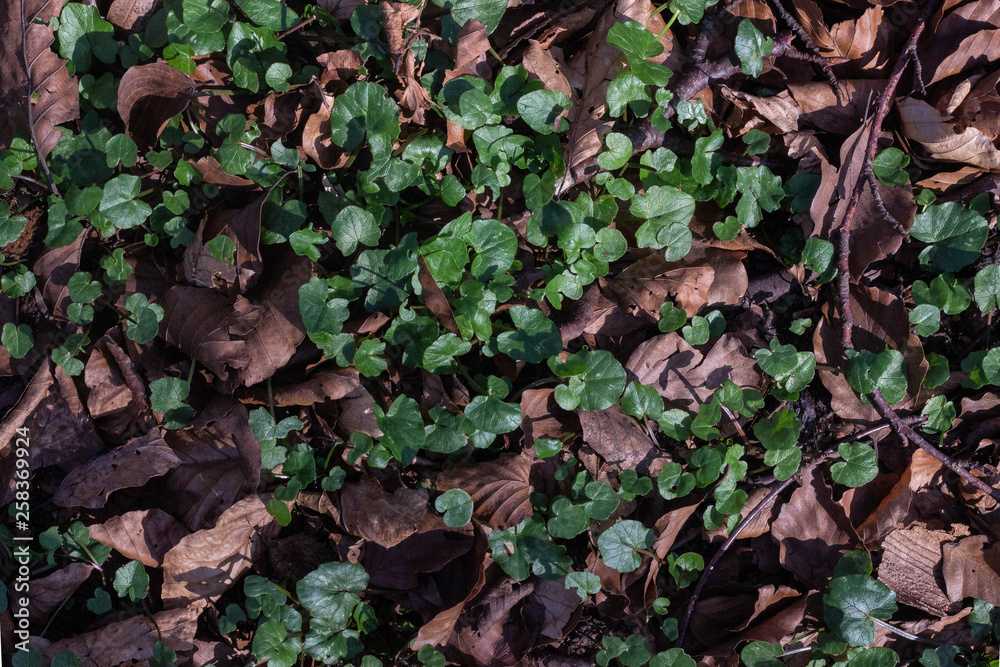 Autum Green and fall