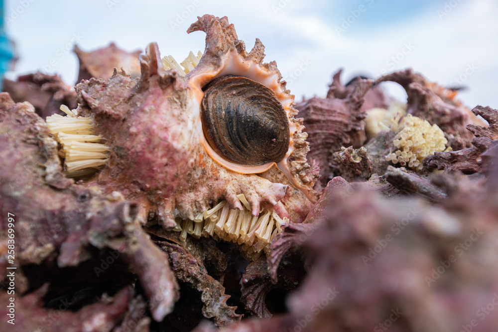 Heap of conch seashells still life , raw food Heap of conch seashells still life , raw food