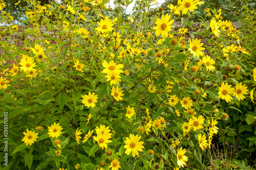 Michaelmas flowers in the summertime.