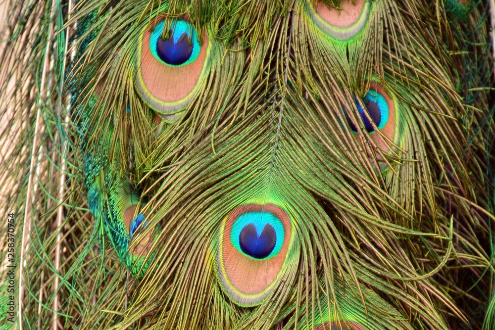 Fototapeta premium Plumas de pavo real formando una cara