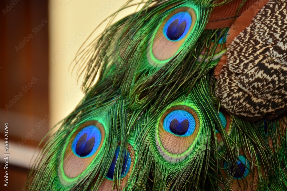 Fototapeta premium Plumas de pavo real vista de cerca