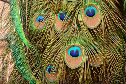 Plumas de pavo real formando una cara