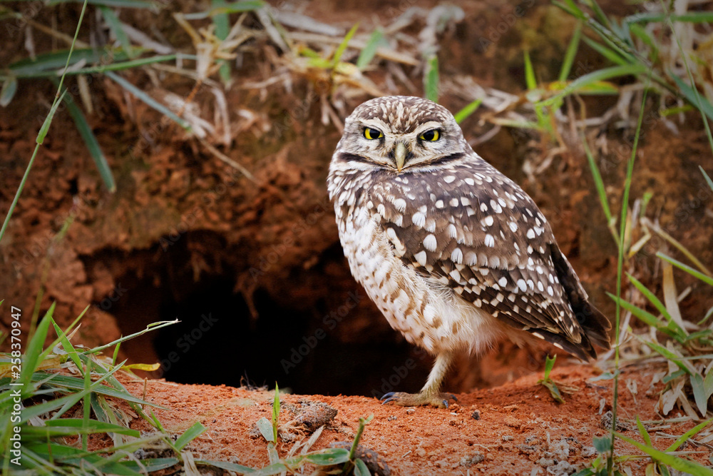 Burrowing owl protecting home Burrowing owl protecting home