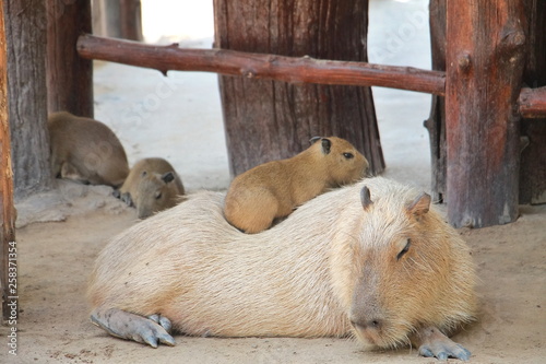 Cute capybara lying in the farm with baby. Animal and mother's day concept.