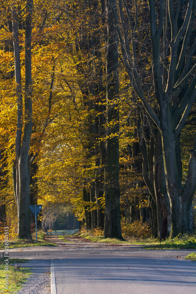 Fototapeta premium old beech alley