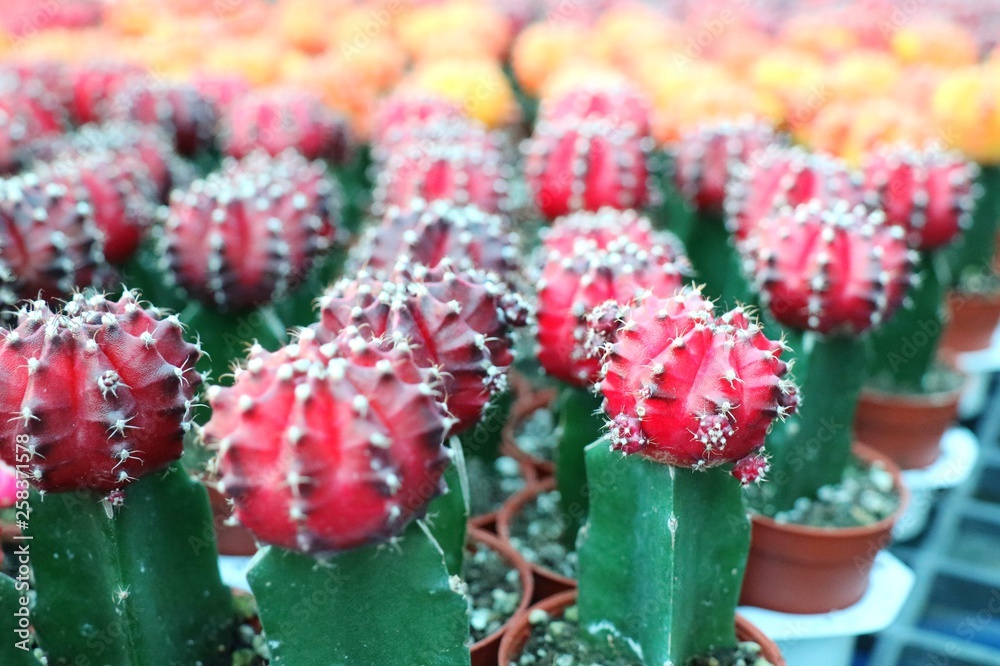 Selective focus of red and yellow cactus flowers, beautiful plant in pot. Nature and agriculture concept.