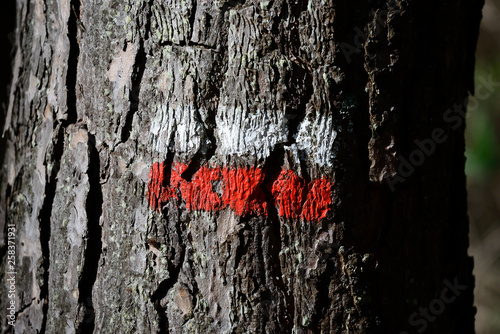 Painted mark of the white and red colors that mark the road GR "back to LLanada Alavesa" in the bark of a pine tree in a forest near the village Ullibarri de los Olleros, Basque Country, Spain