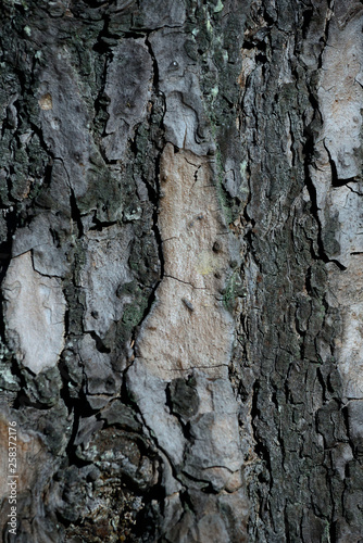 Fototapeta Naklejka Na Ścianę i Meble -  Detail of the bark of a pine tree in a forest in the middle of the Alava plains, Basque Country, Spain