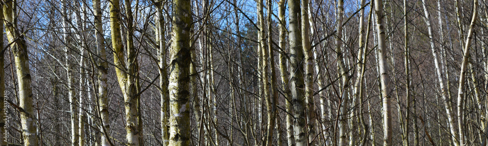 Березовая роща