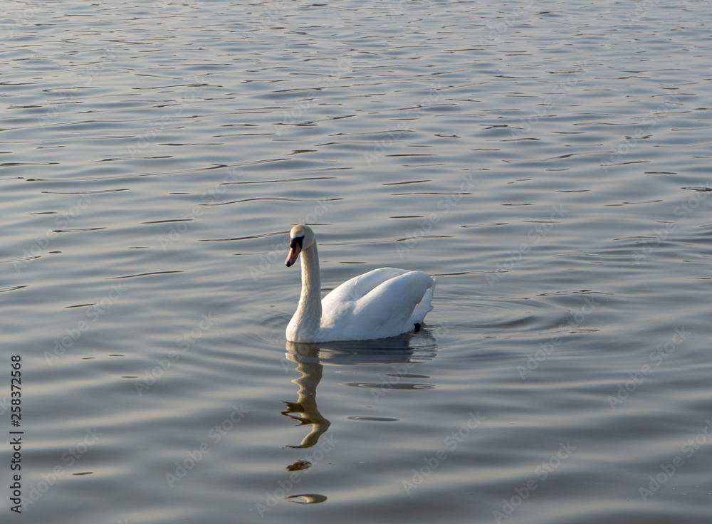 Fototapeta premium Schwan