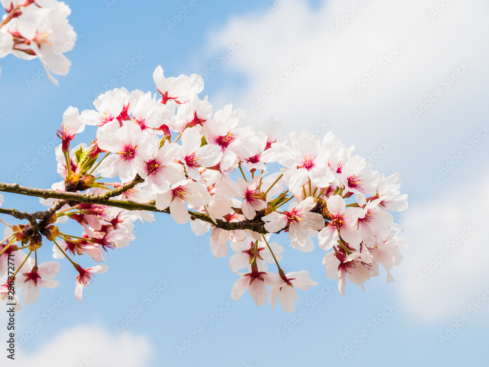 Cherry blossoms Cherry blossoms