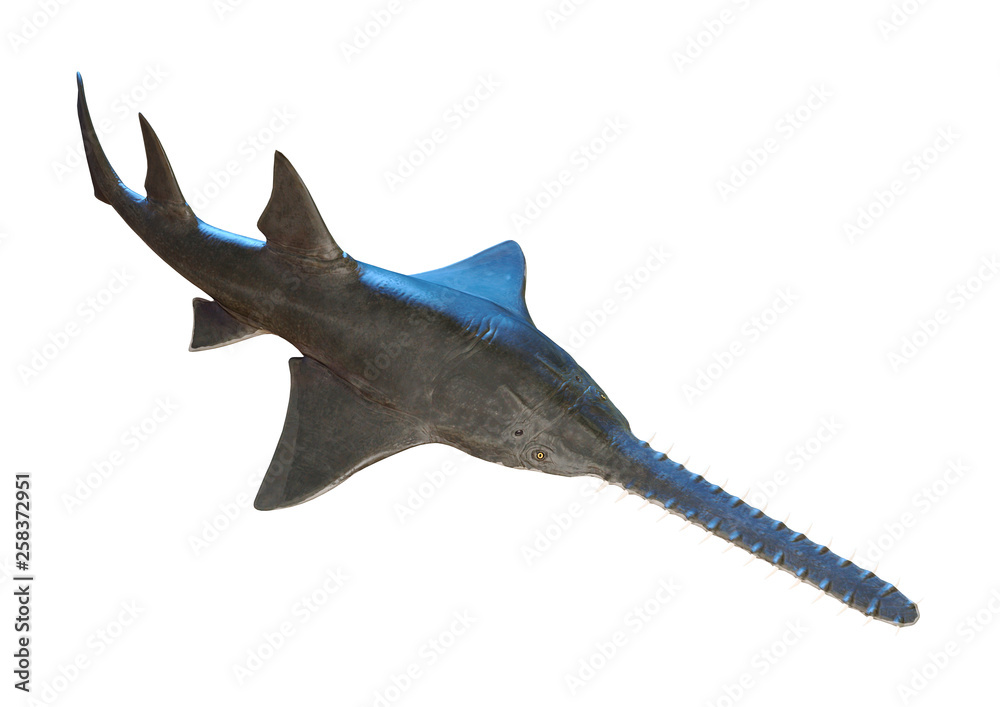 Fototapeta premium 3D Rendering Onchopristis Fish on White