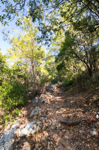 View of the forest in Kemer  Turkey