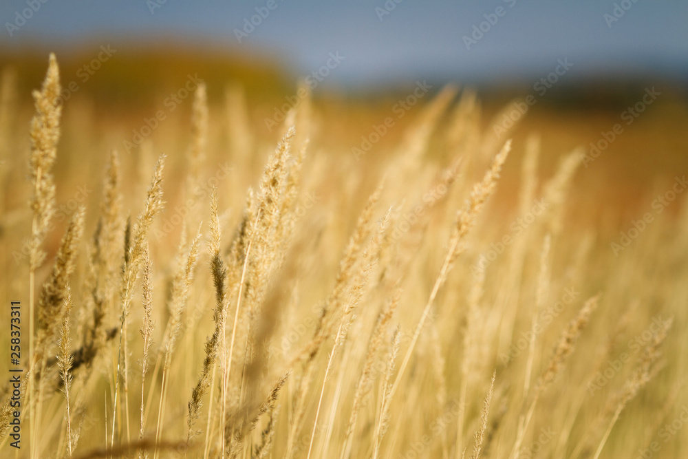Fototapeta premium yellow spikelets in a field against a blue sky