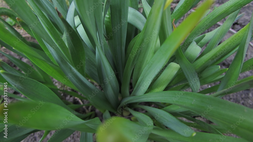 aloe vera plant aloe vera plant