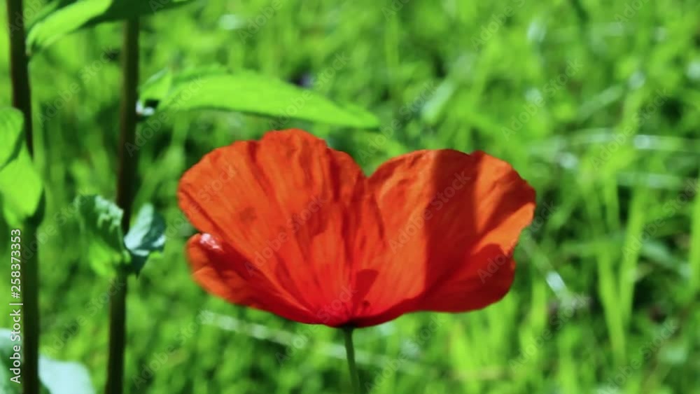 Red poppy in a field on a background of green grass Red poppy in a field on a background of green grass