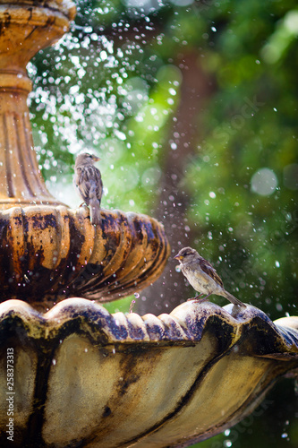 Birds Sparrow sitting at the fountain in the water spray in the summer
