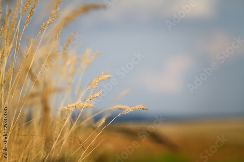 yellow spikelets in a field against a blue sky
