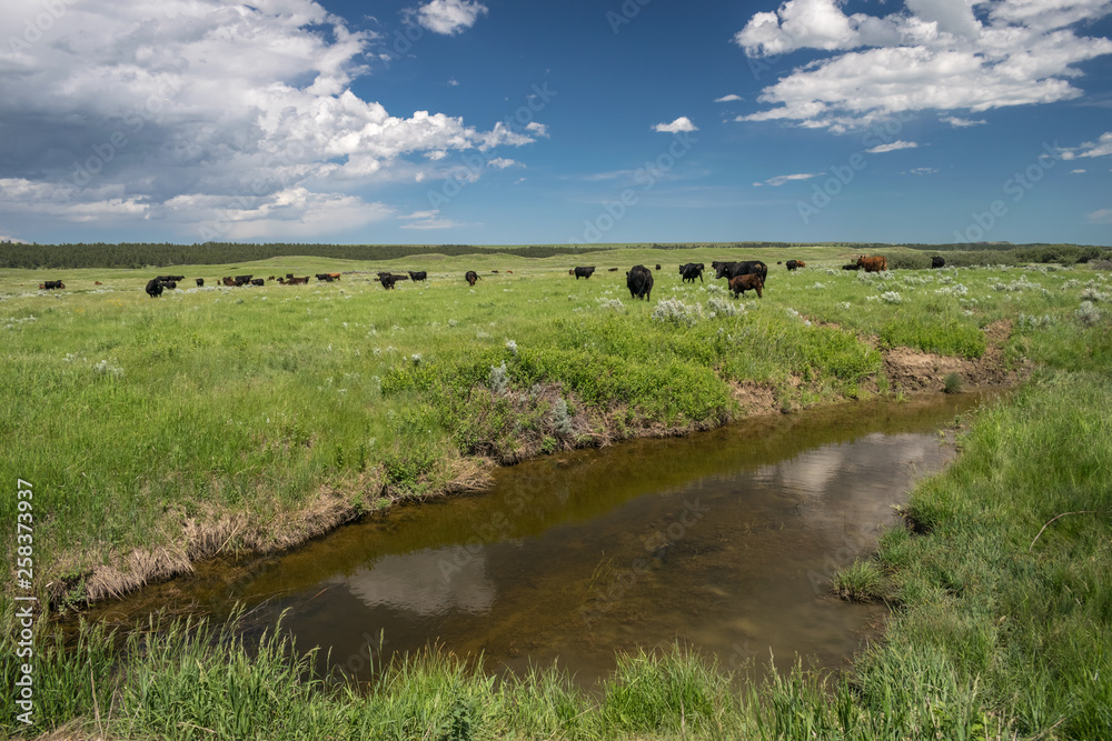 Grazing cattle on the plains east of Lewistown, Montana
