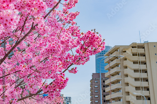 新横浜公園の桜 © あんみつ姫