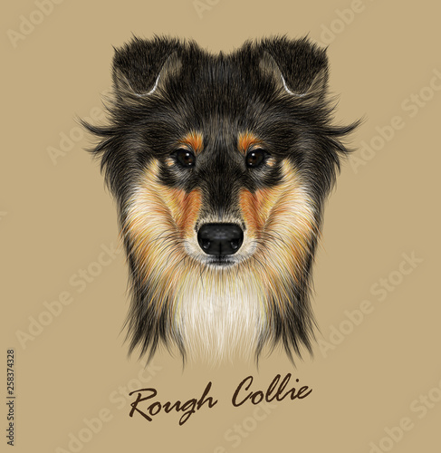 Collie Dog animal cute face. Vector Mahogany Sable Rough Collie puppy head portrait. Realistic fur portrait of black and golden shetland sheepdog isolated on tan background. Sheltie.