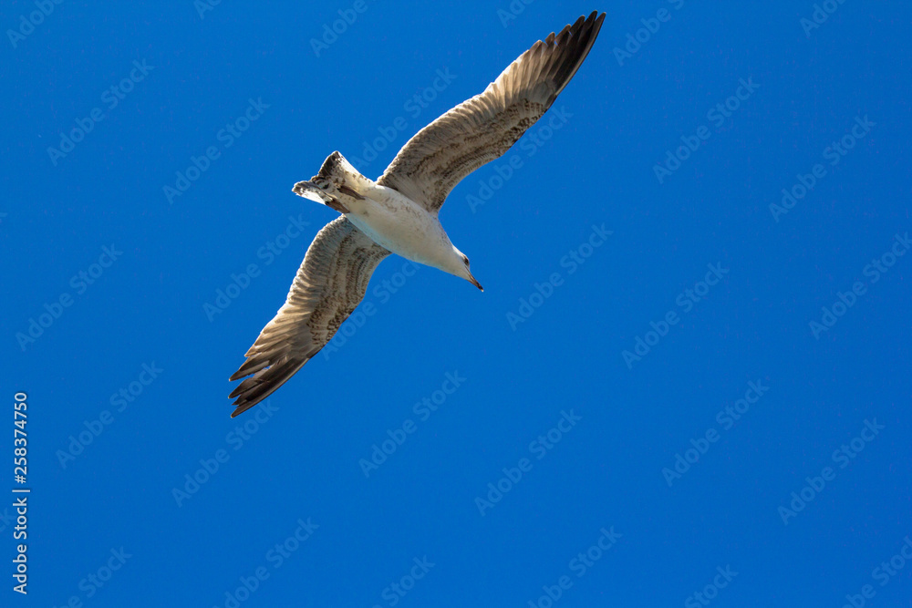 Obraz premium A bird on a clear blue sky. Minimalism. Beautiful seagull soaring in the blue sky.