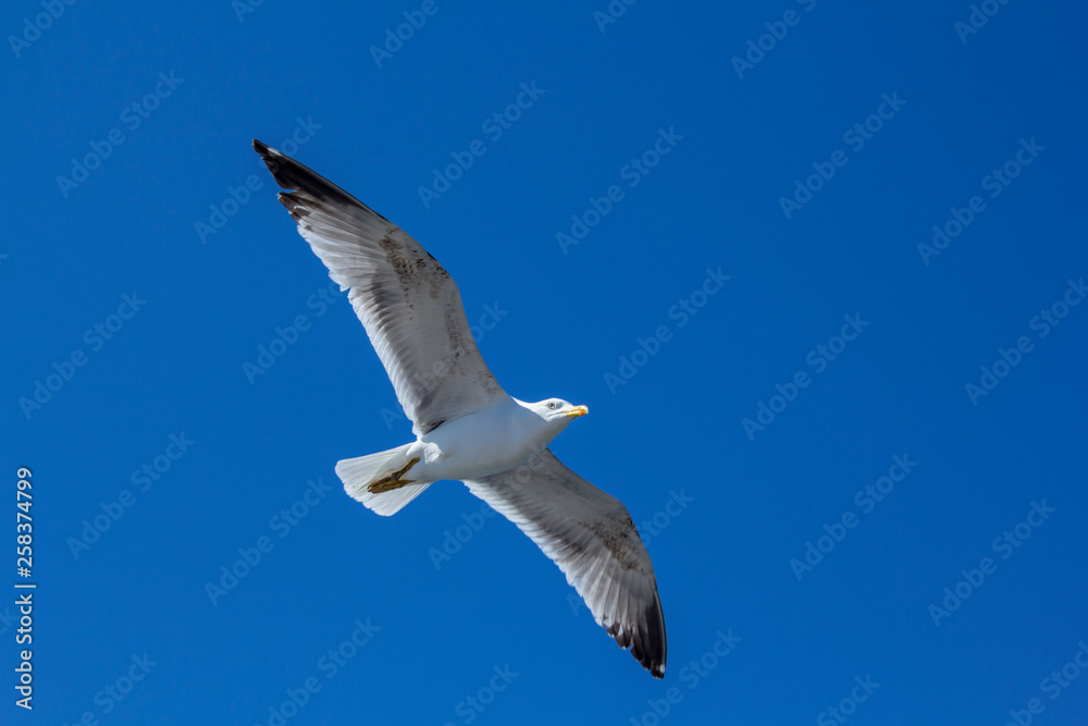 Fototapeta premium A bird on a clear blue sky. Minimalism. Beautiful seagull soaring in the blue sky.