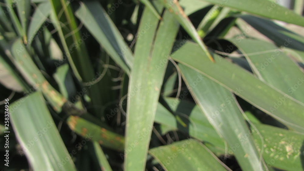 Obraz premium grass with drops of water