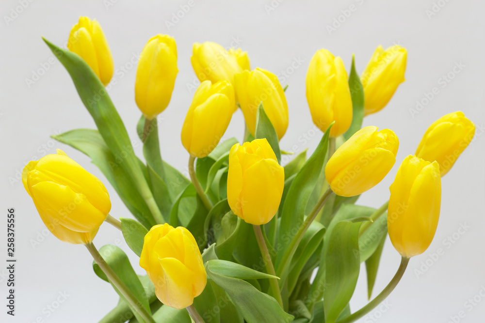 Obraz premium Yellow tulips isolated on white background. 