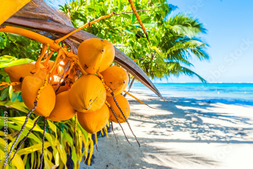 Coconuts on a palm tree in the lagoon Huahine, French Polynesia. Close-up. With selective focus. photo