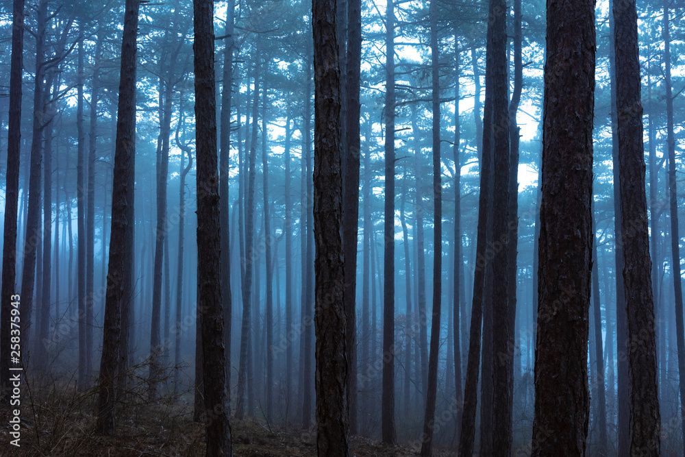 Naklejka premium misty forest in the morning