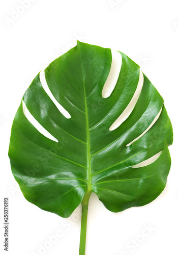Monstera leaf on white