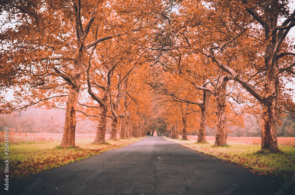 road in autumn road in autumn