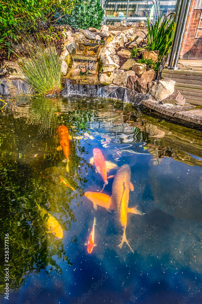 Koi carp fish pond with stone, rockery waterfall in a garden or back yard  as a water feature for pet fish Stock Photo