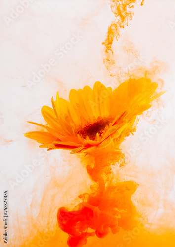 yellow astra chrysanthemum red inside water white background color acrylic underwater paint under smoke spring hot orange