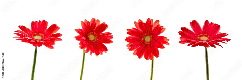 Four red daisies (gerbera) flowers isolated on panoramic white background