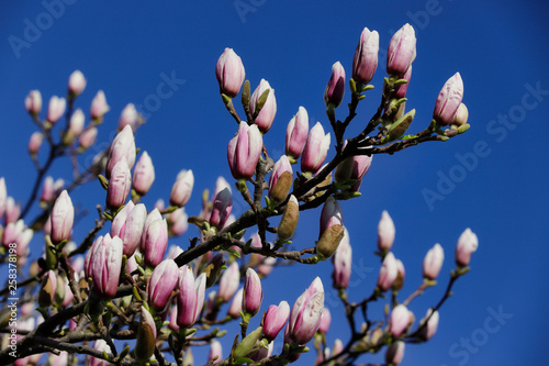 Branch of siebolds magnolia tree in the spring garden photo