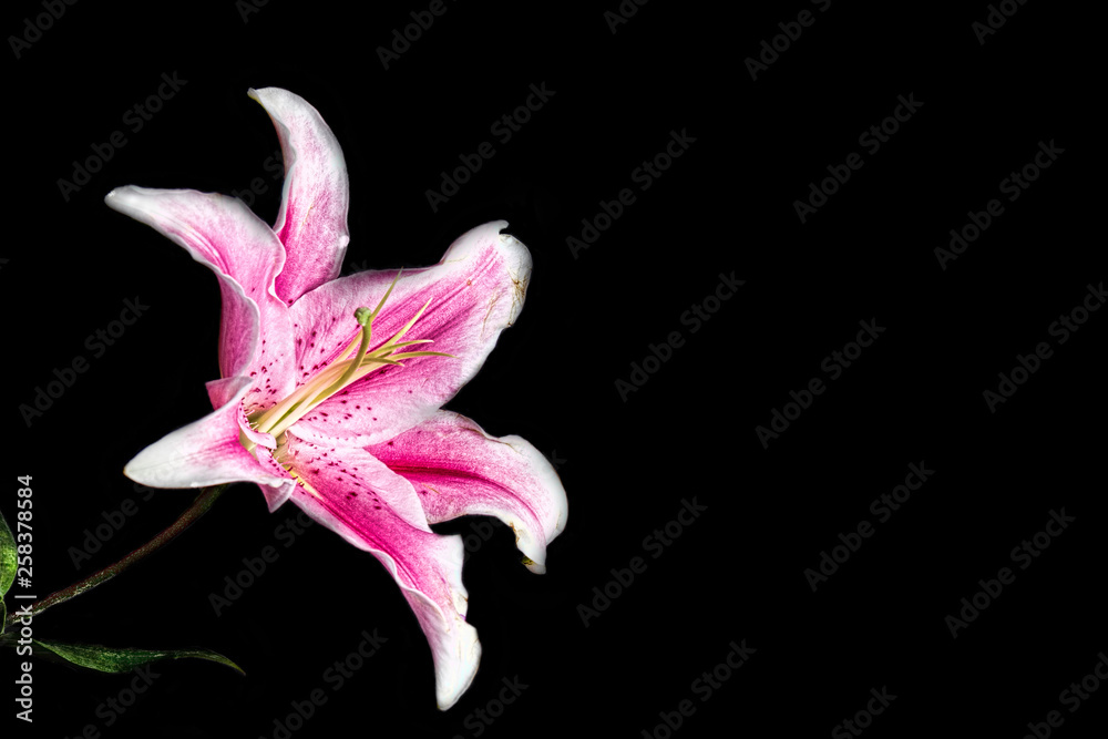 Pink Stargazer Lily on Black Background